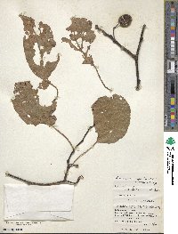 Image of Actinidia rufa