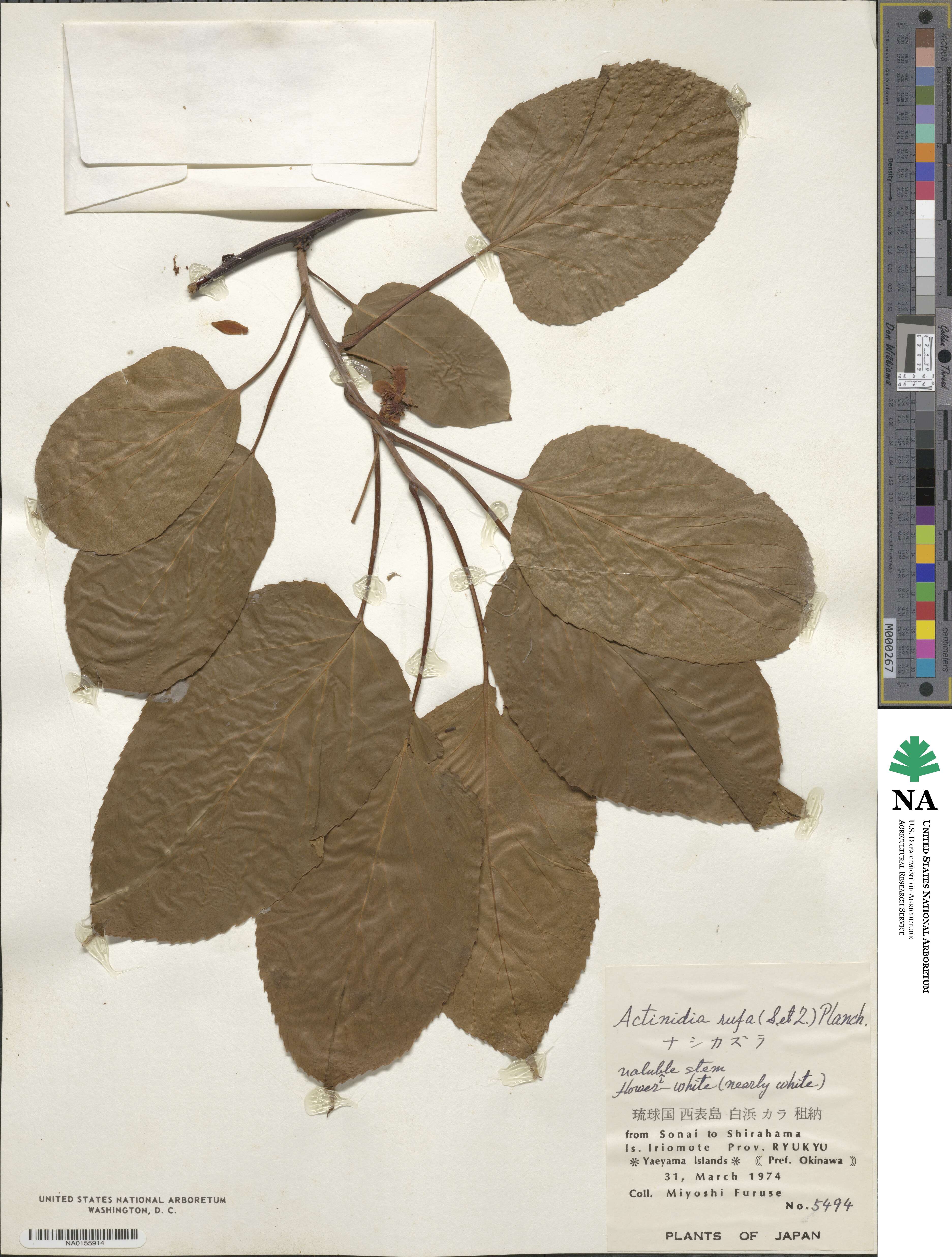 Actinidia rufa image