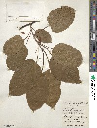 Actinidia rufa image