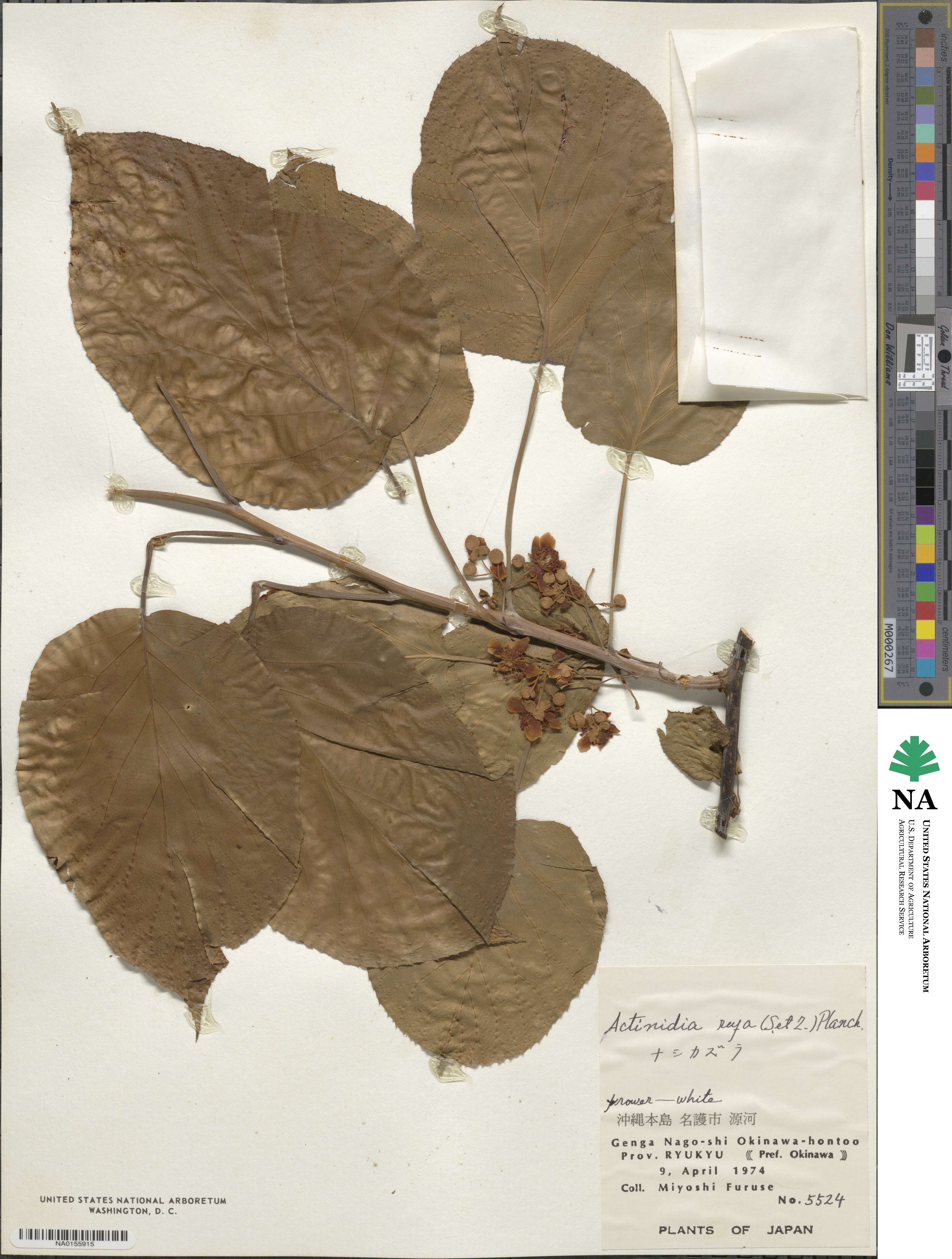 Actinidia rufa image