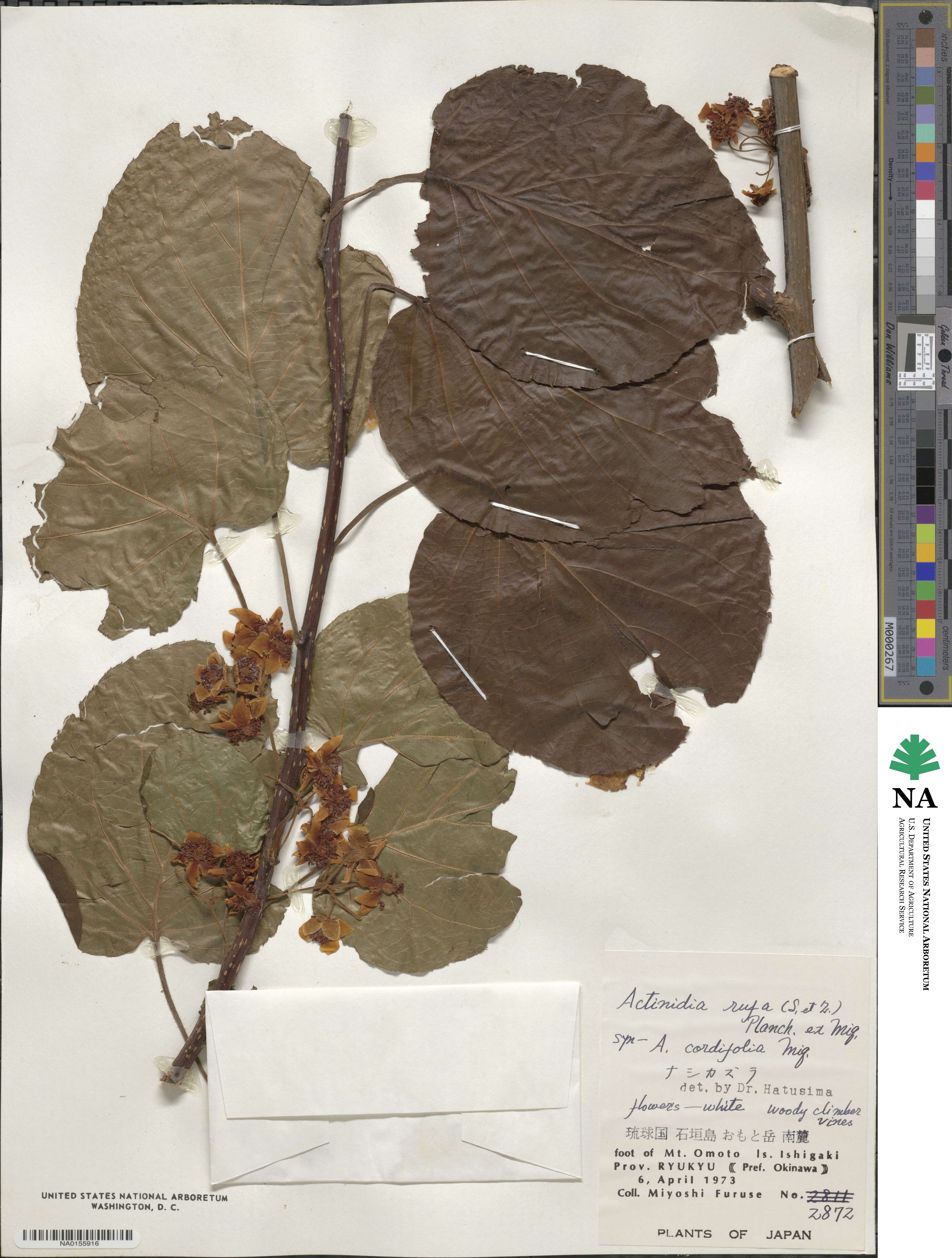 Actinidia rufa image