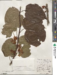 Actinidia rufa image