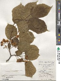 Actinidia rufa image