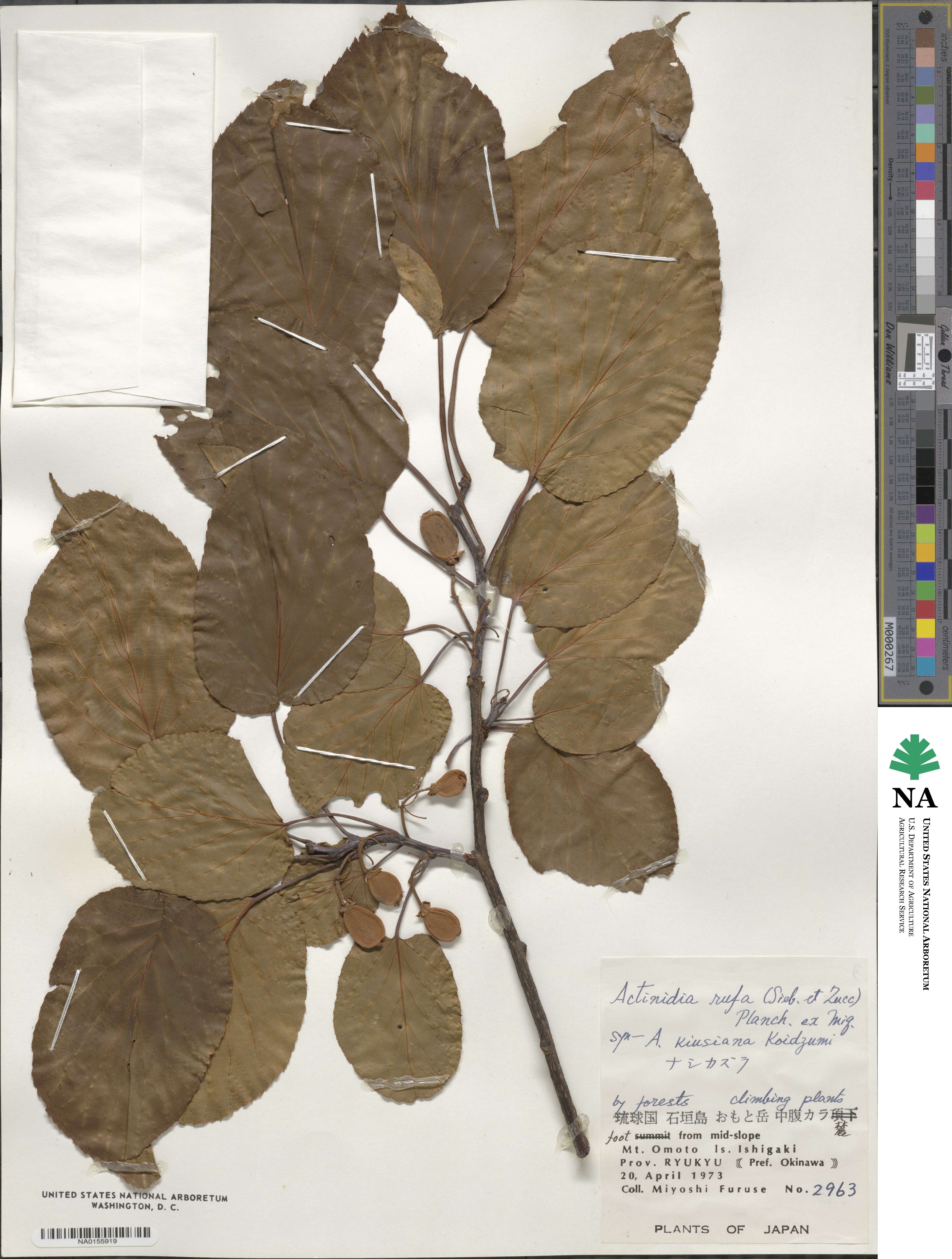 Actinidia rufa image