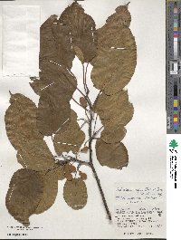 Actinidia rufa image