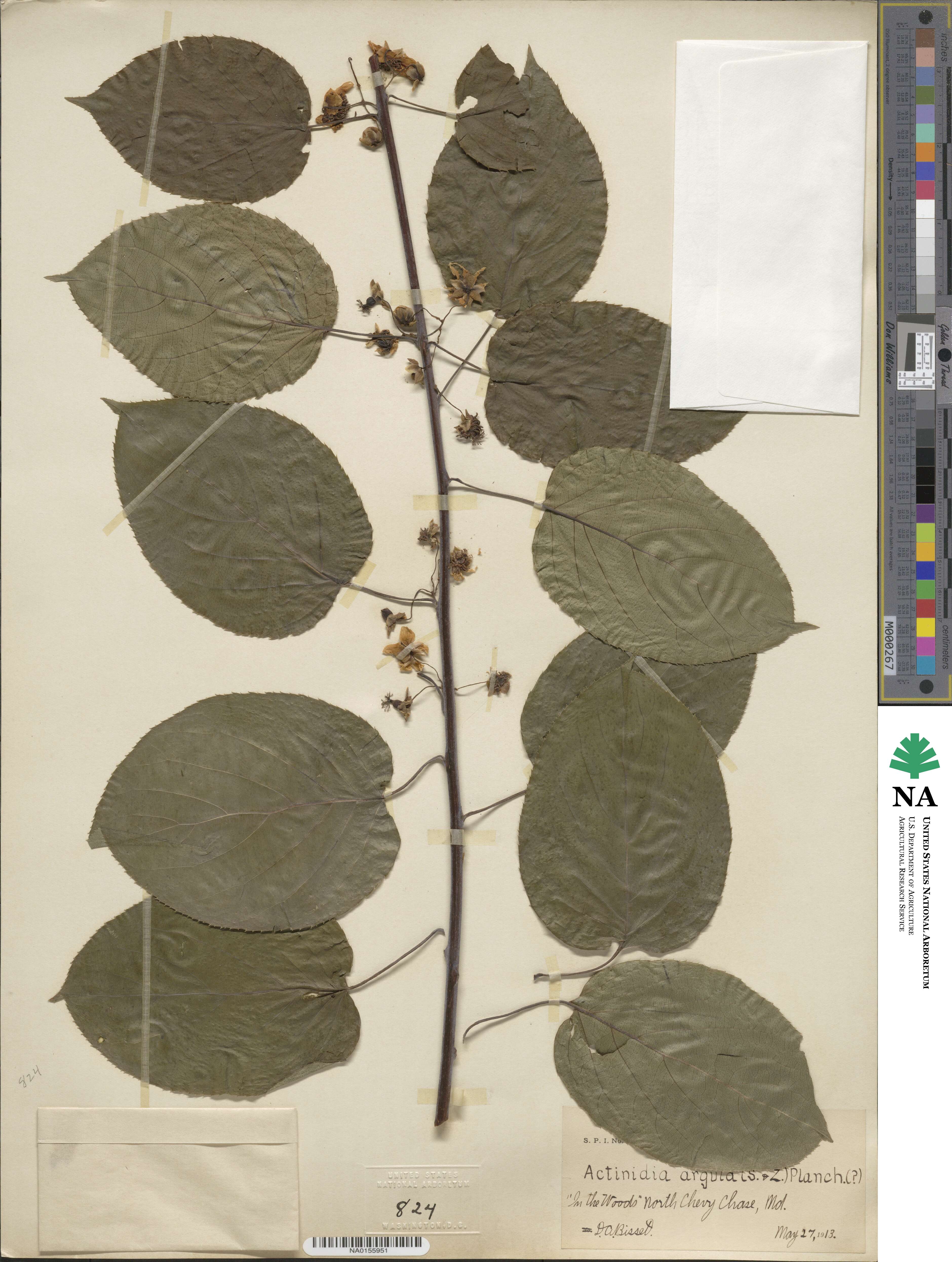 Actinidia arguta image