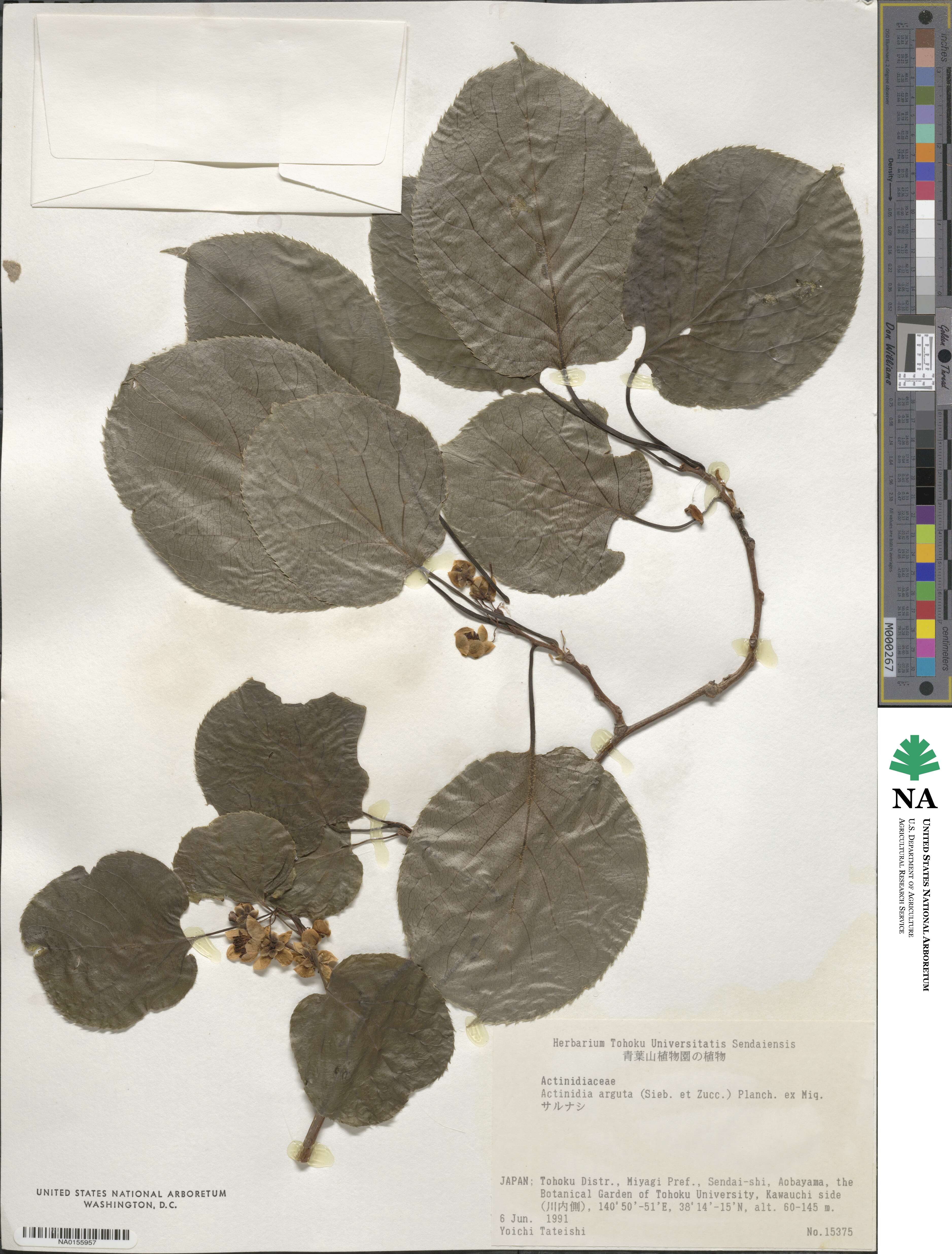 Actinidia arguta image