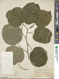 Actinidia chinensis image