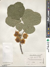 Actinidia chinensis image