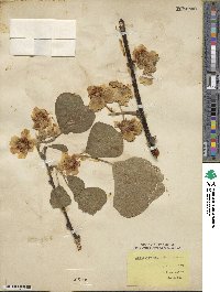 Actinidia chinensis image