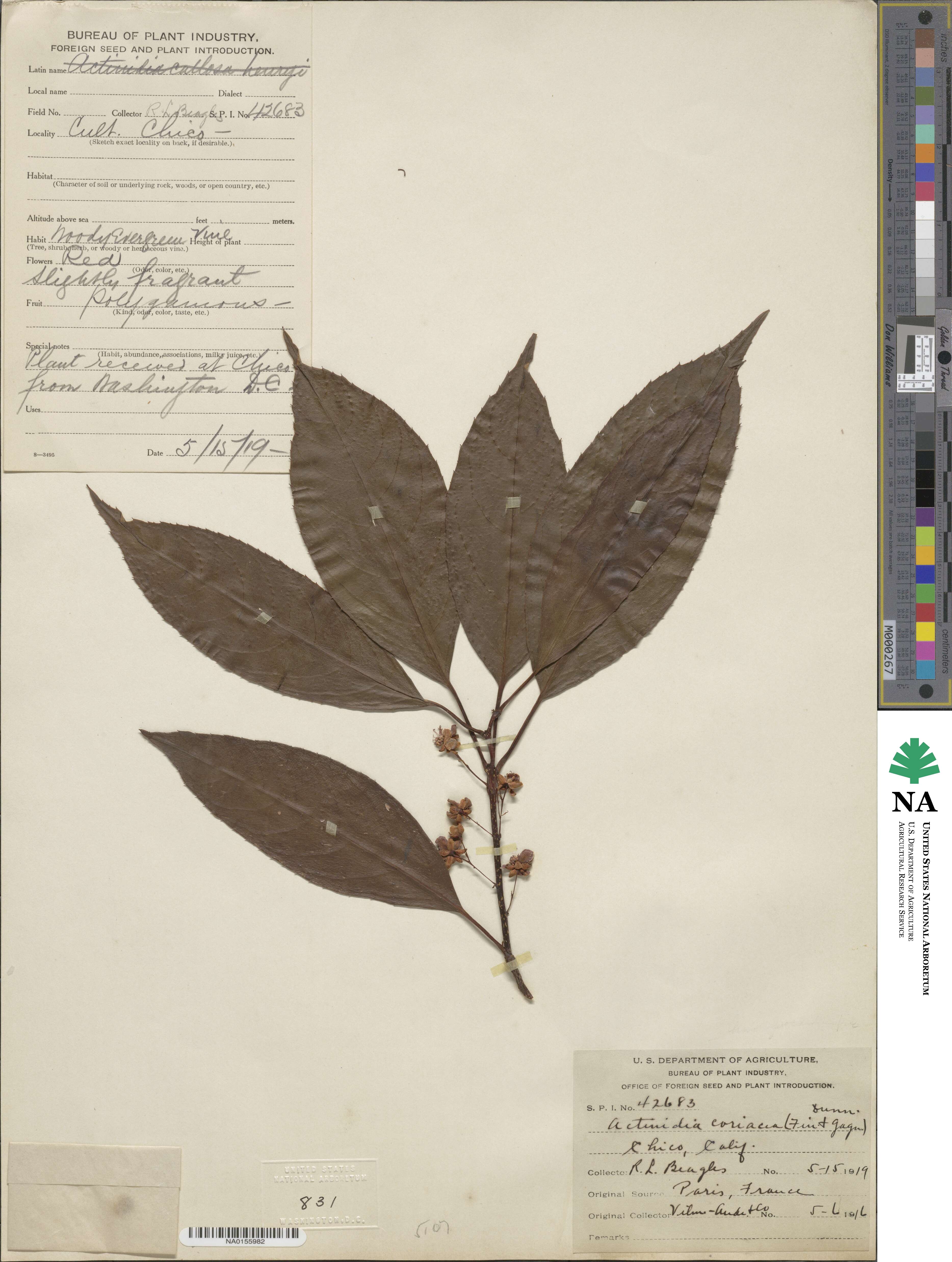 Actinidia rubricaulis image