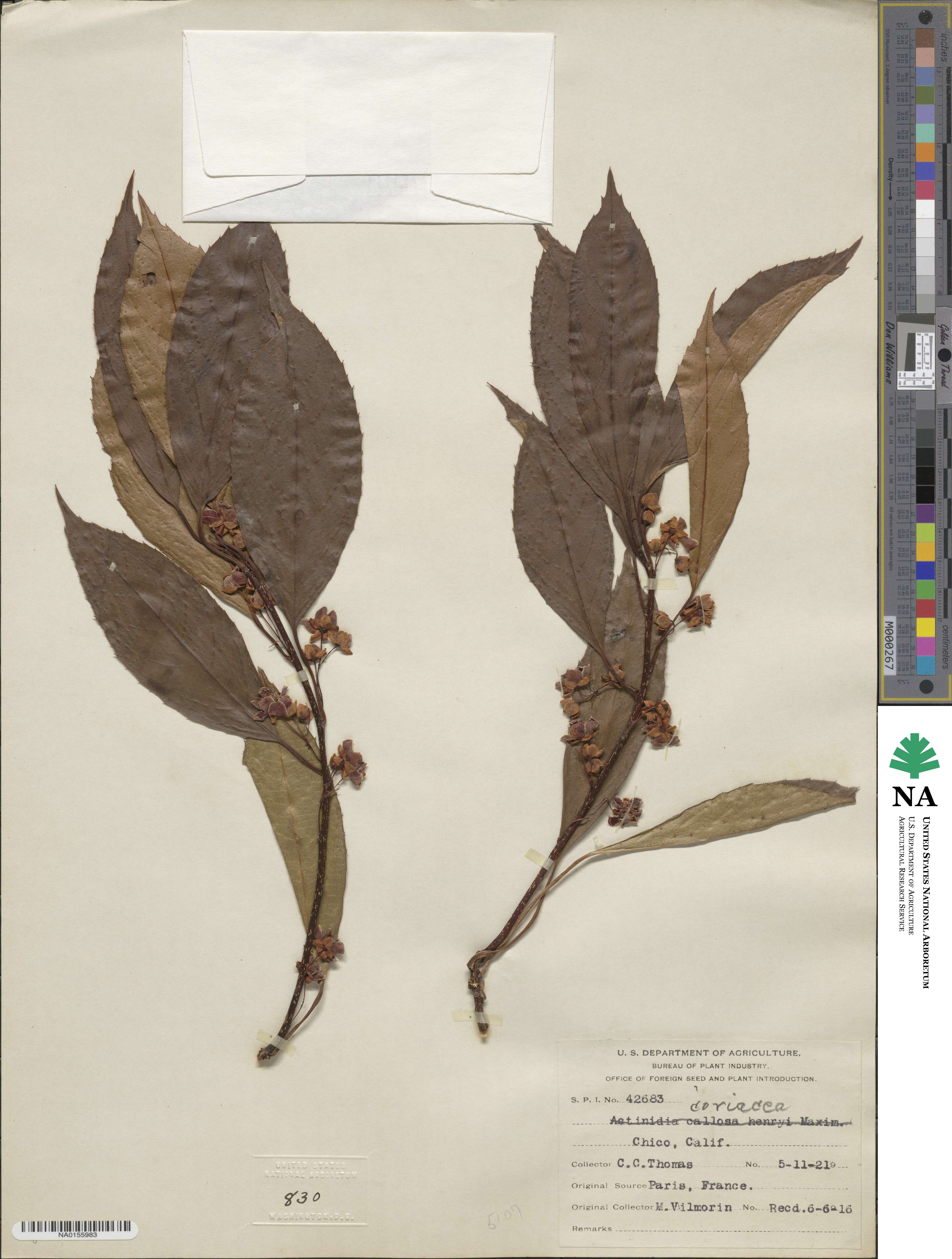 Actinidia rubricaulis image