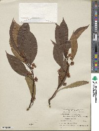 Actinidia rubricaulis image