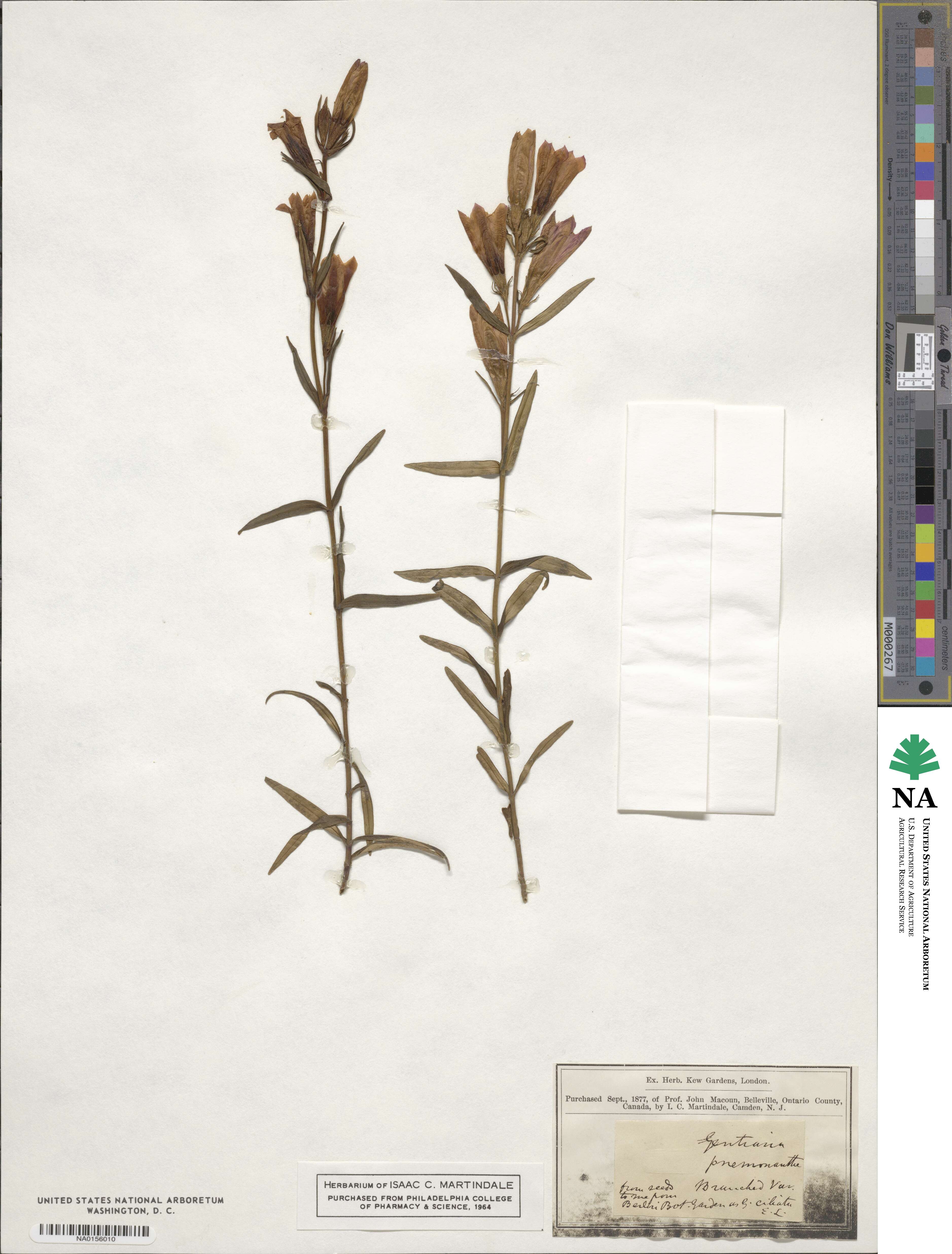 Gentiana pneumonanthe image