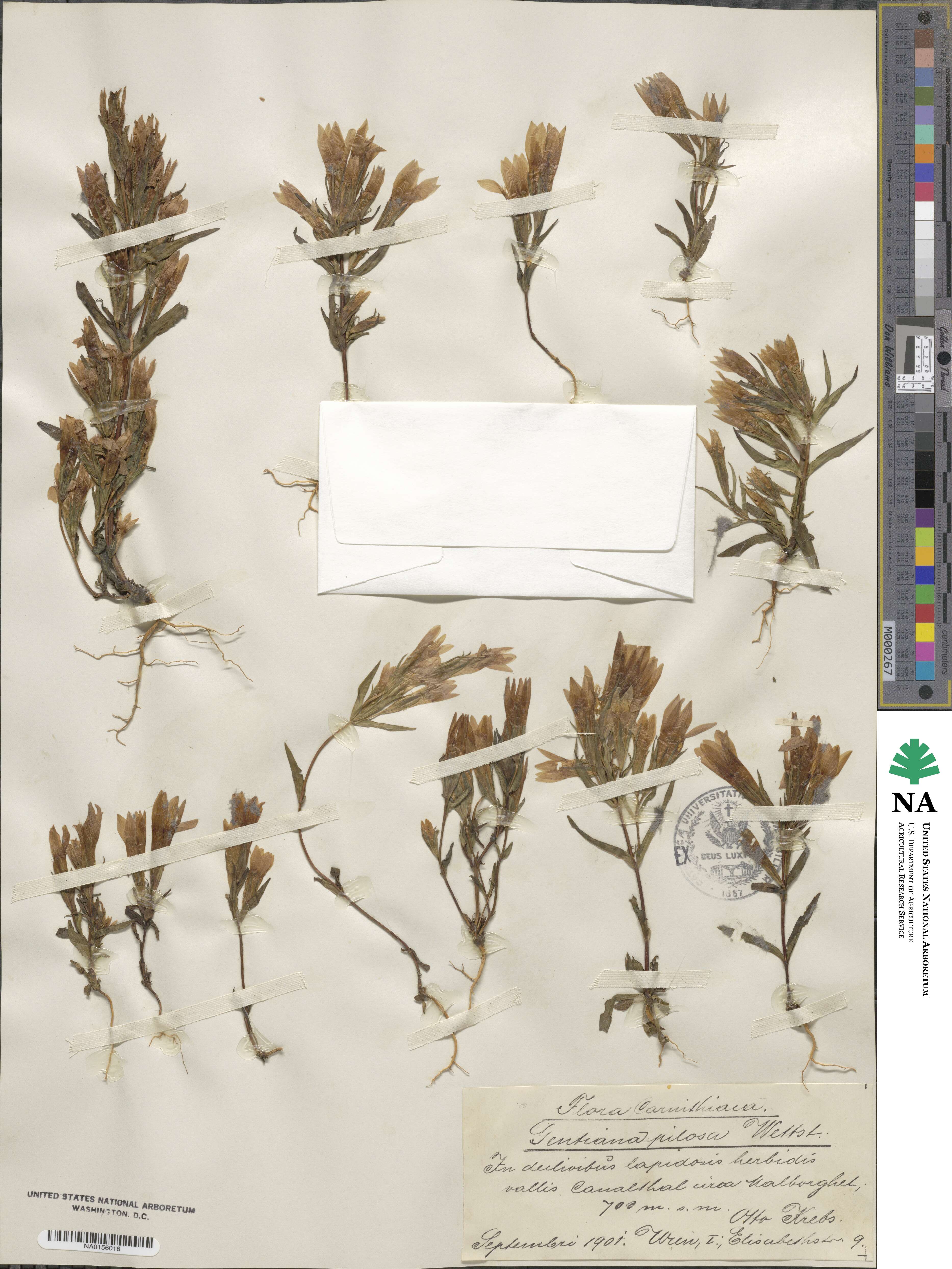 Gentianella pilosa image