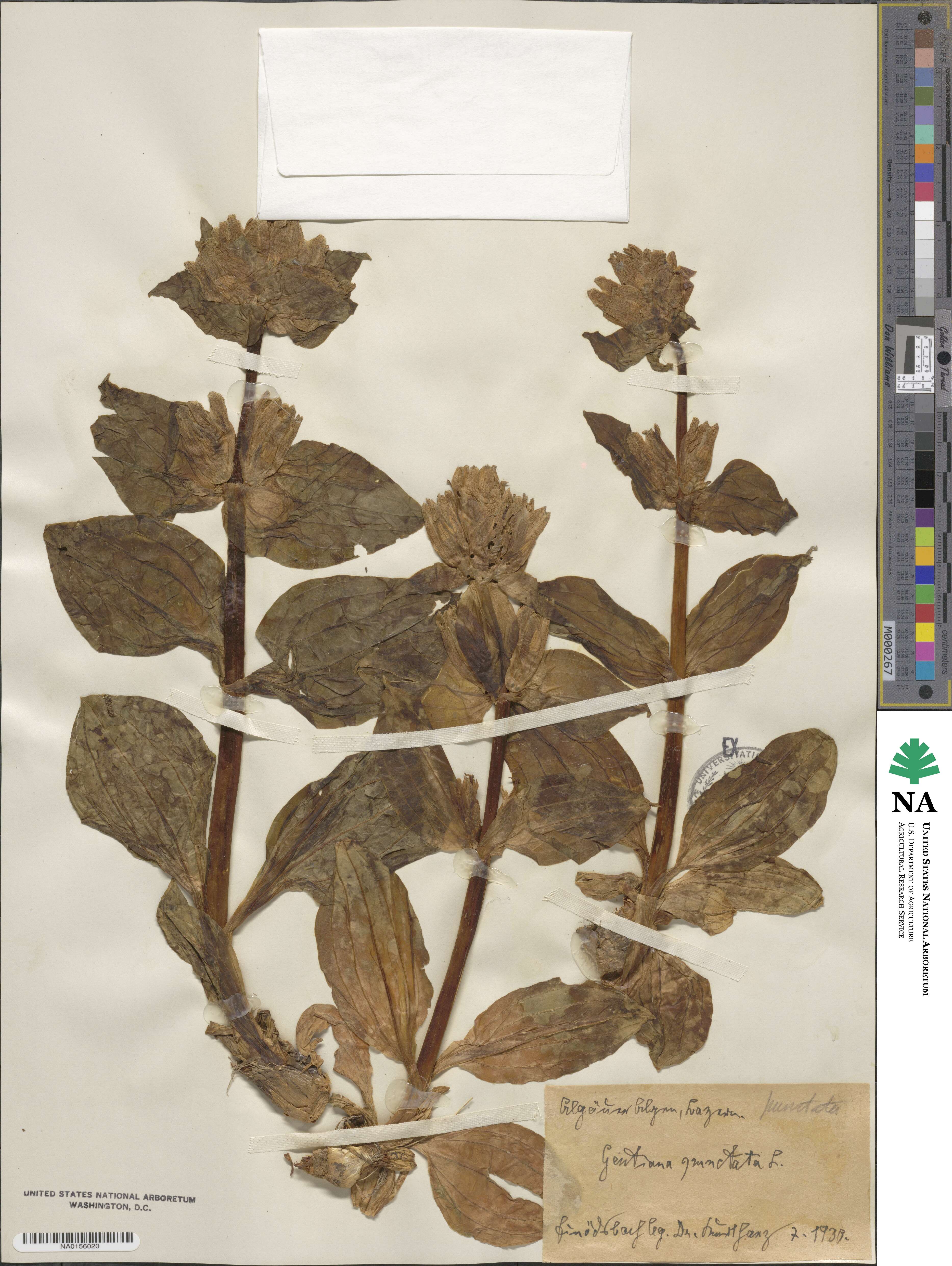 Gentiana punctata image