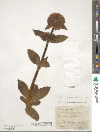 Gentiana punctata image