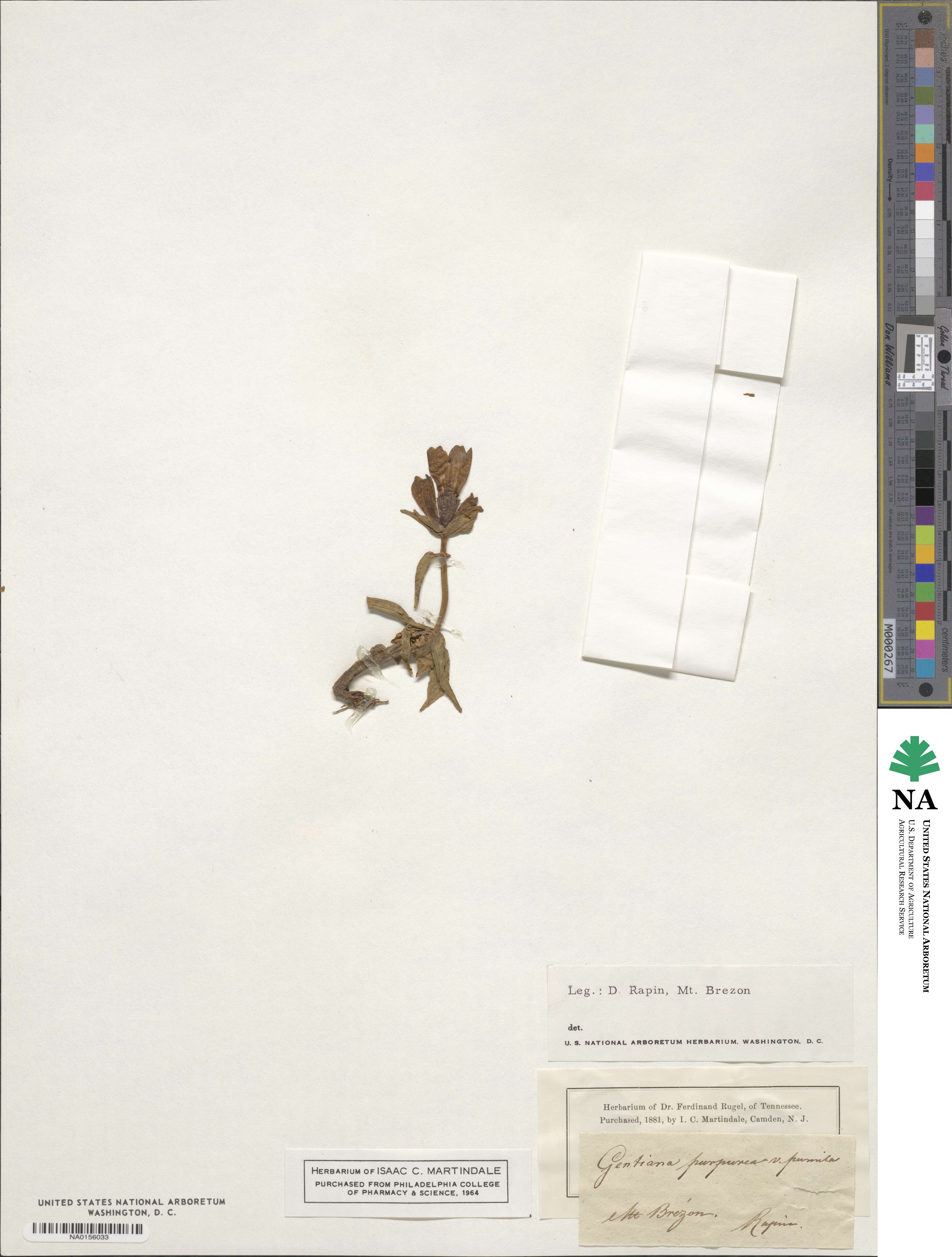 Gentiana purpurea image