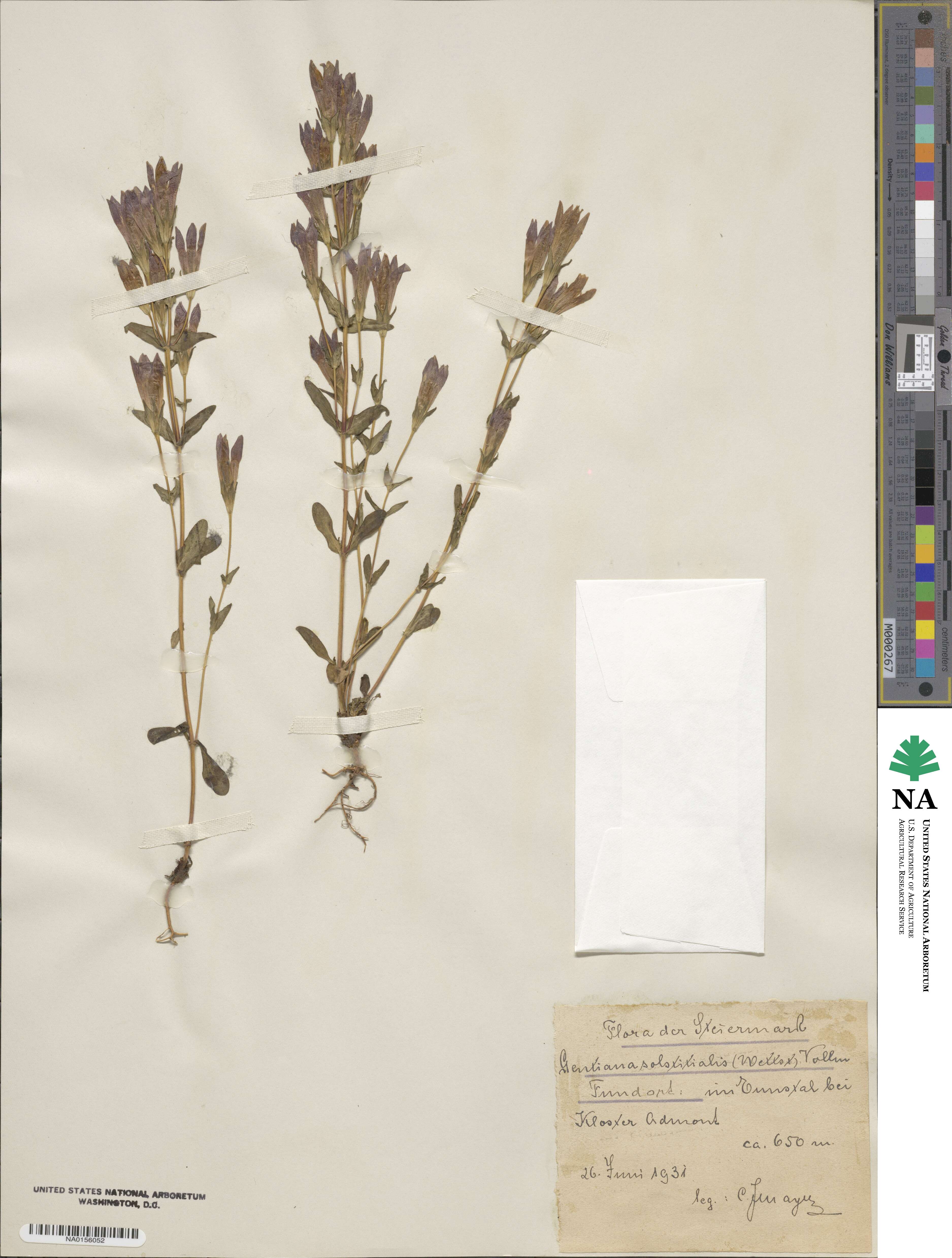 Gentianella germanica subsp. germanica image