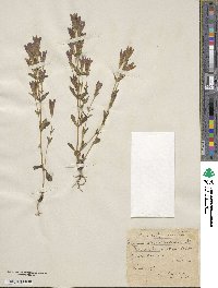 Gentianella germanica subsp. germanica image