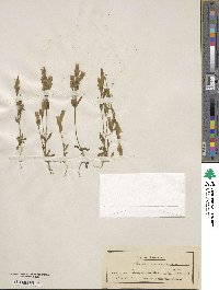 Gentianella campestris subsp. suecica image