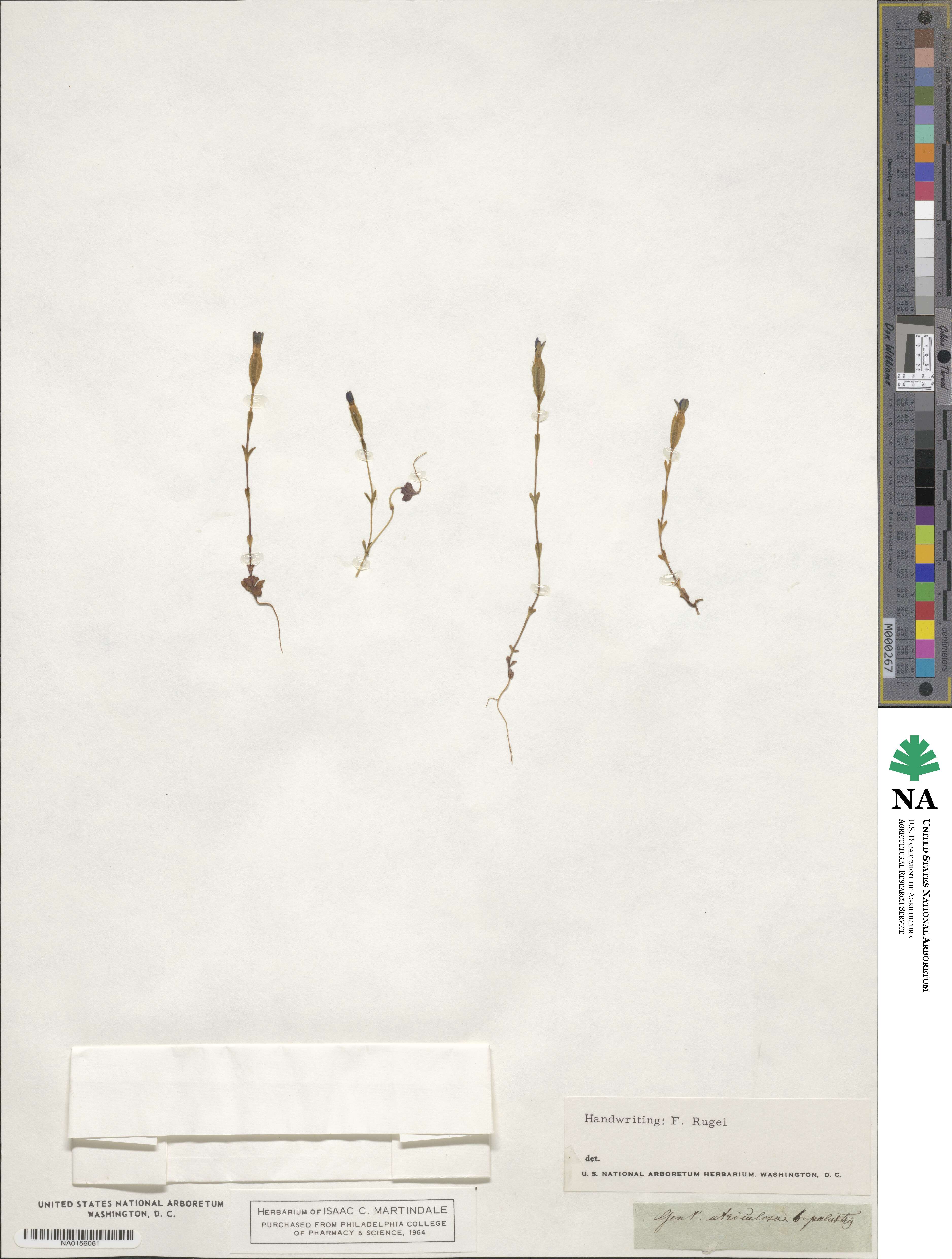 Gentiana utriculosa image