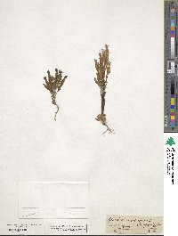Gentiana utriculosa image