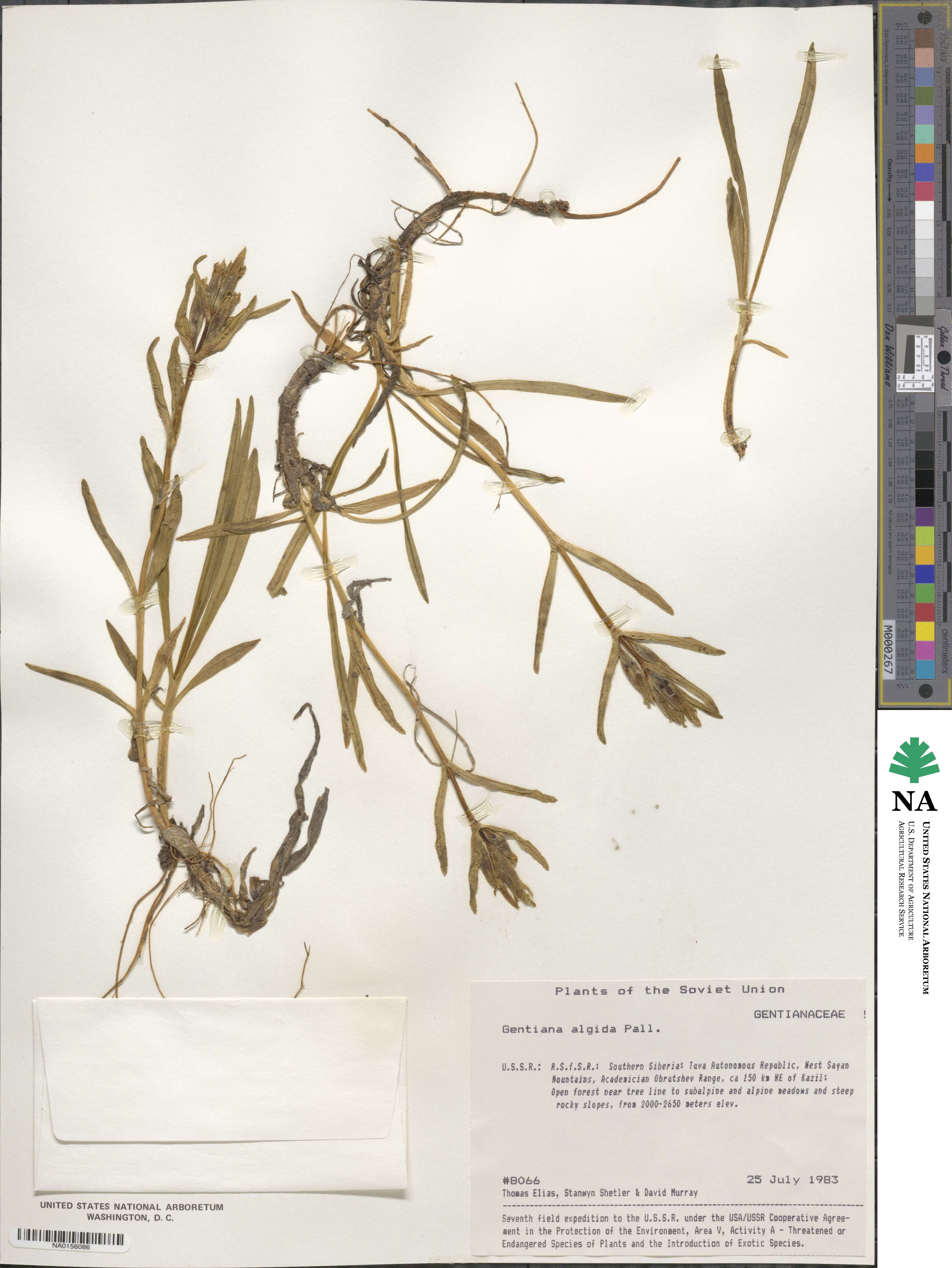 Gentiana algida image