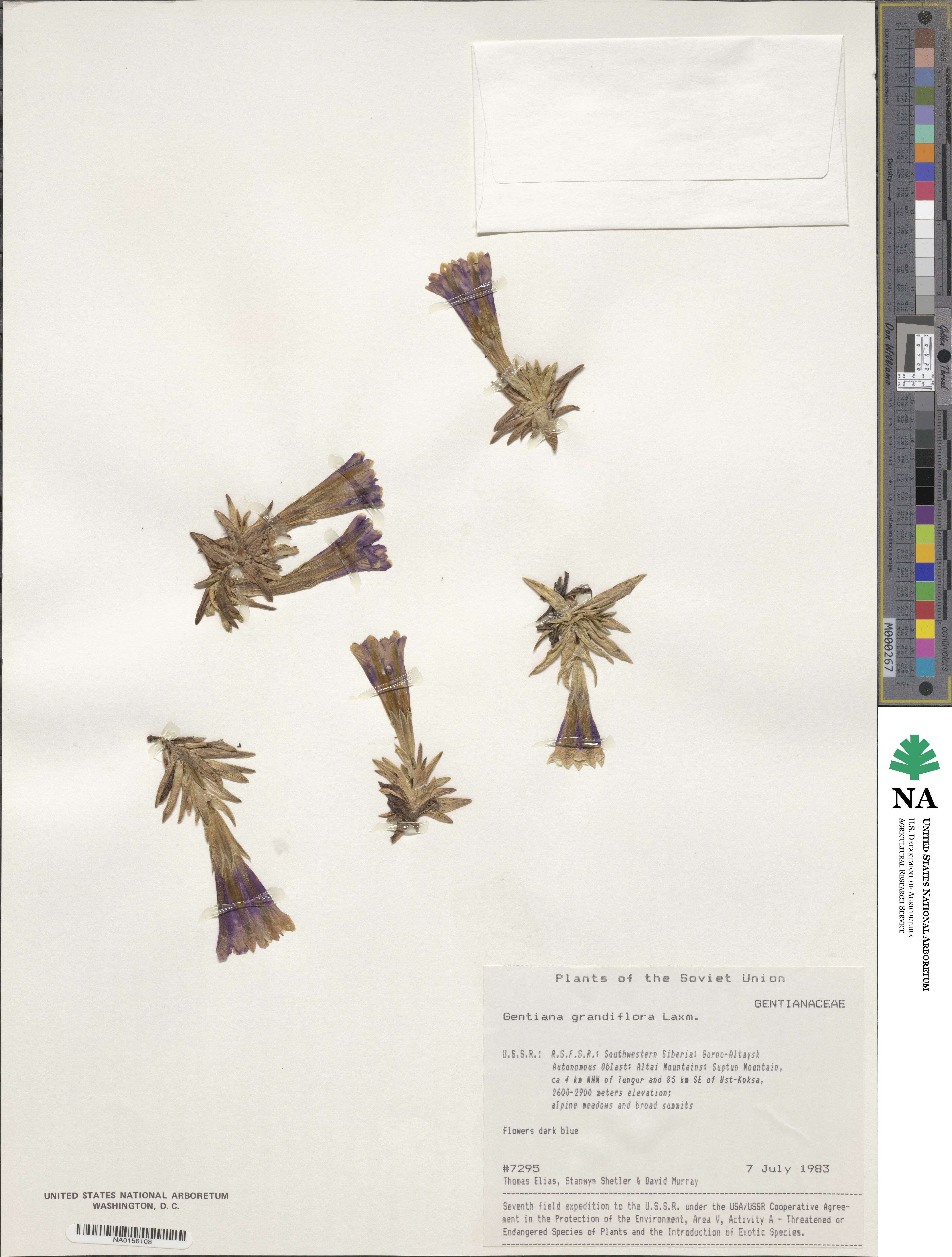 Gentiana grandiflora image