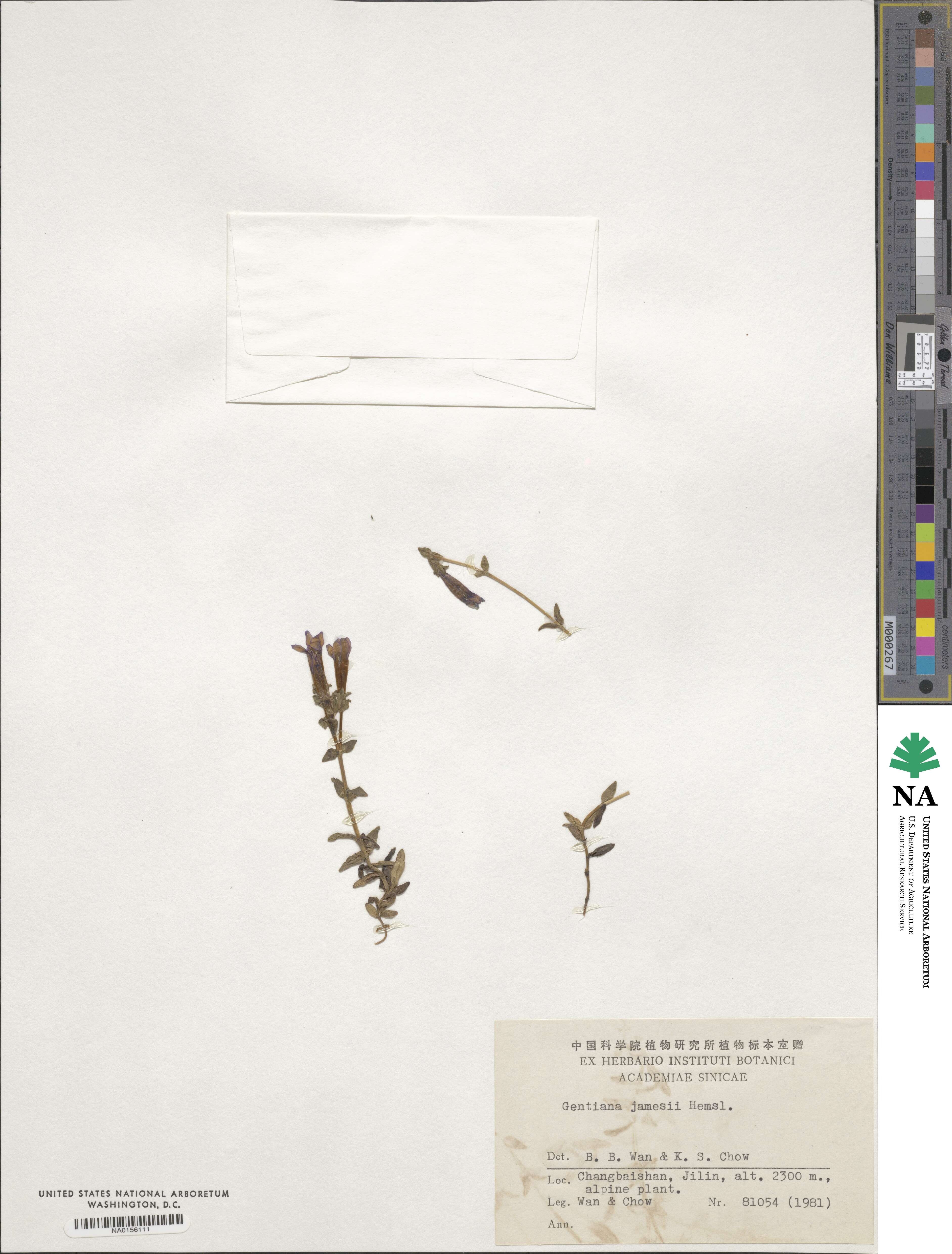 Gentiana jamesii image