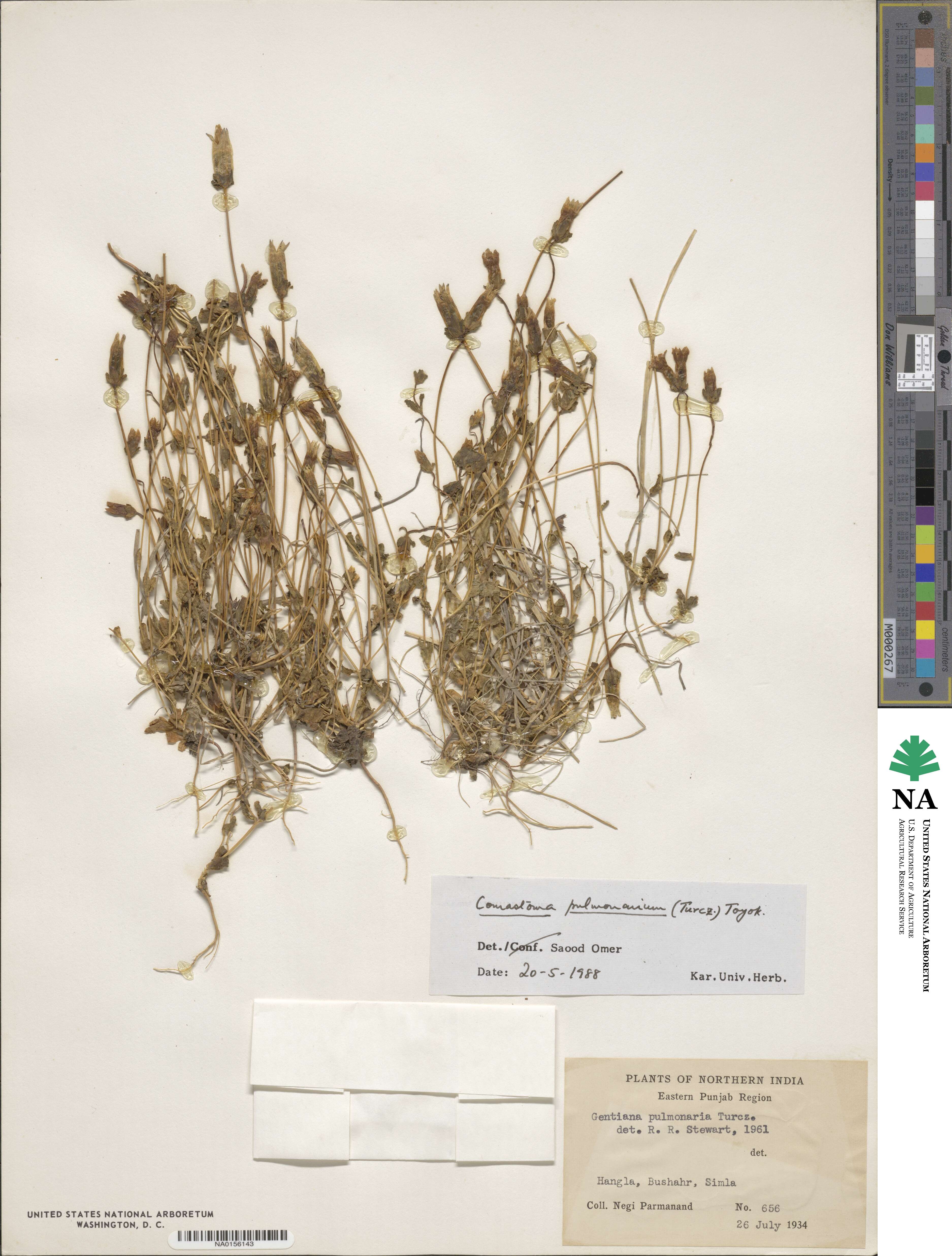 Comastoma pulmonarium image