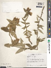 Gentiana andrewsii image