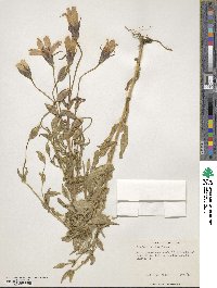 Gentianopsis crinita image