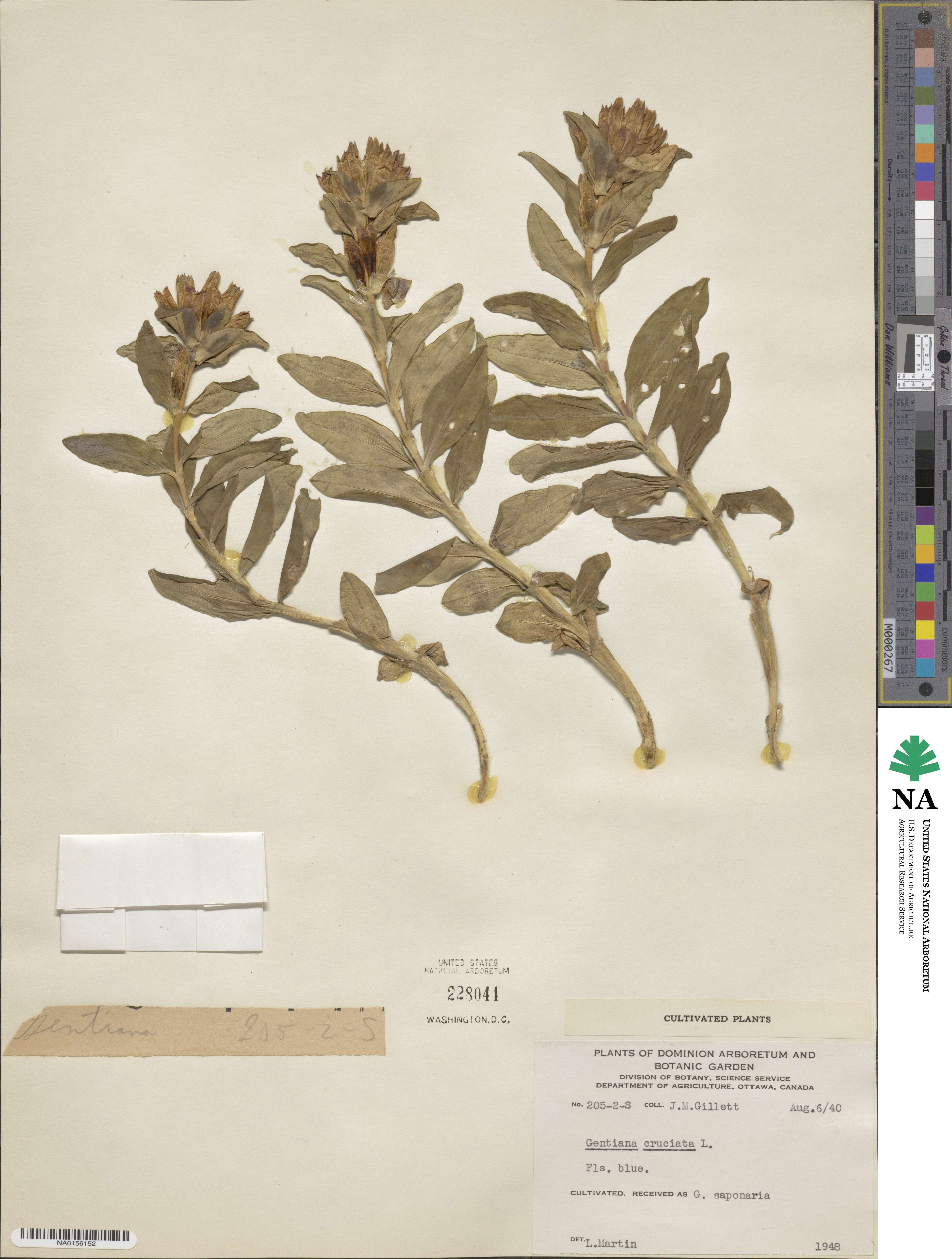 Gentiana cruciata image