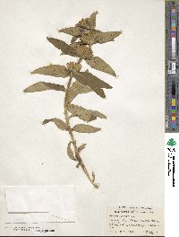 Gentiana cruciata image