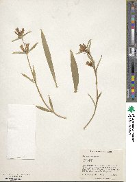 Gentiana decumbens image