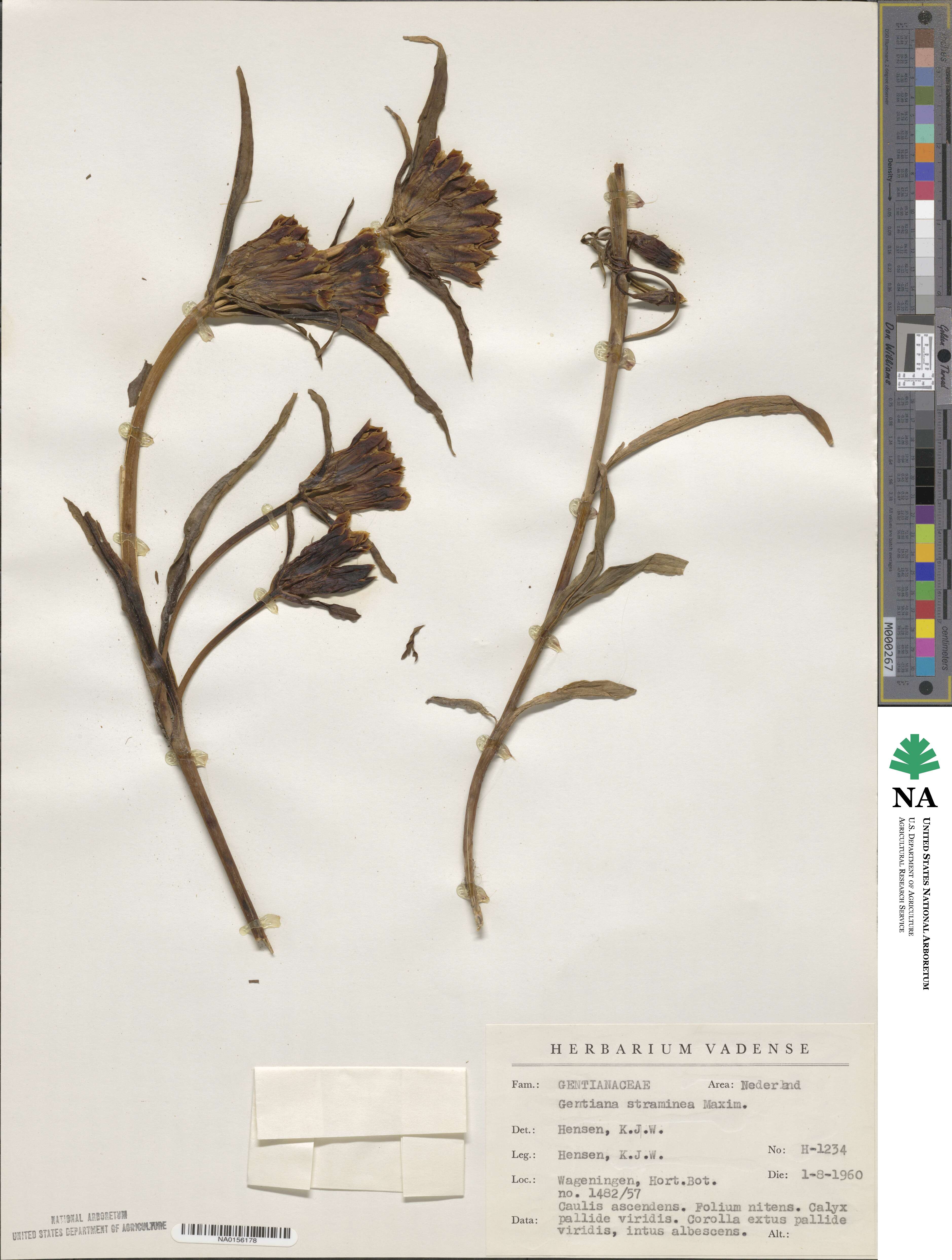 Gentiana straminea image