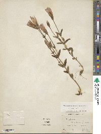 Gentianopsis crinita image