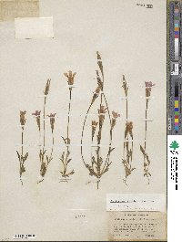 Gentianopsis holopetala image