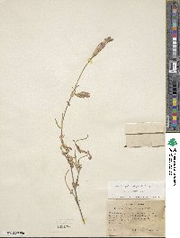 Gentianopsis holopetala image