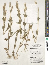 Gentianopsis paludosa image