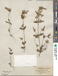 Gentianella scopulorum image