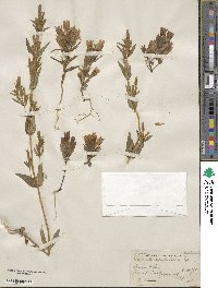 Gentianella scopulorum image