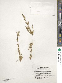 Gentianella magellanica image