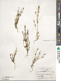 Gentianella magellanica image