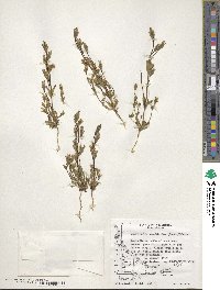 Gentianella magellanica image