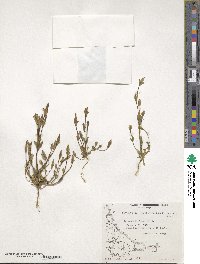 Gentianella magellanica image