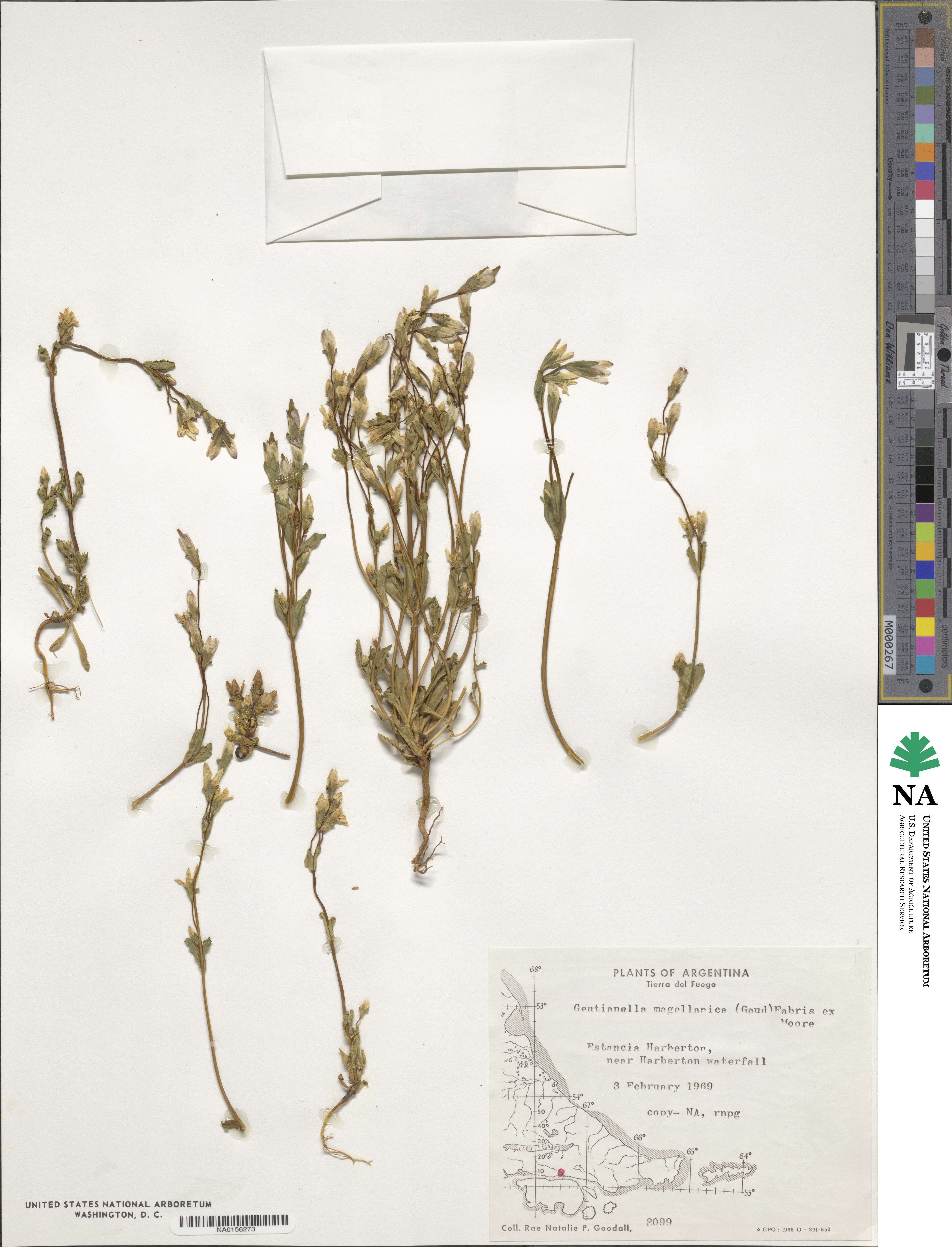 Gentianella magellanica image