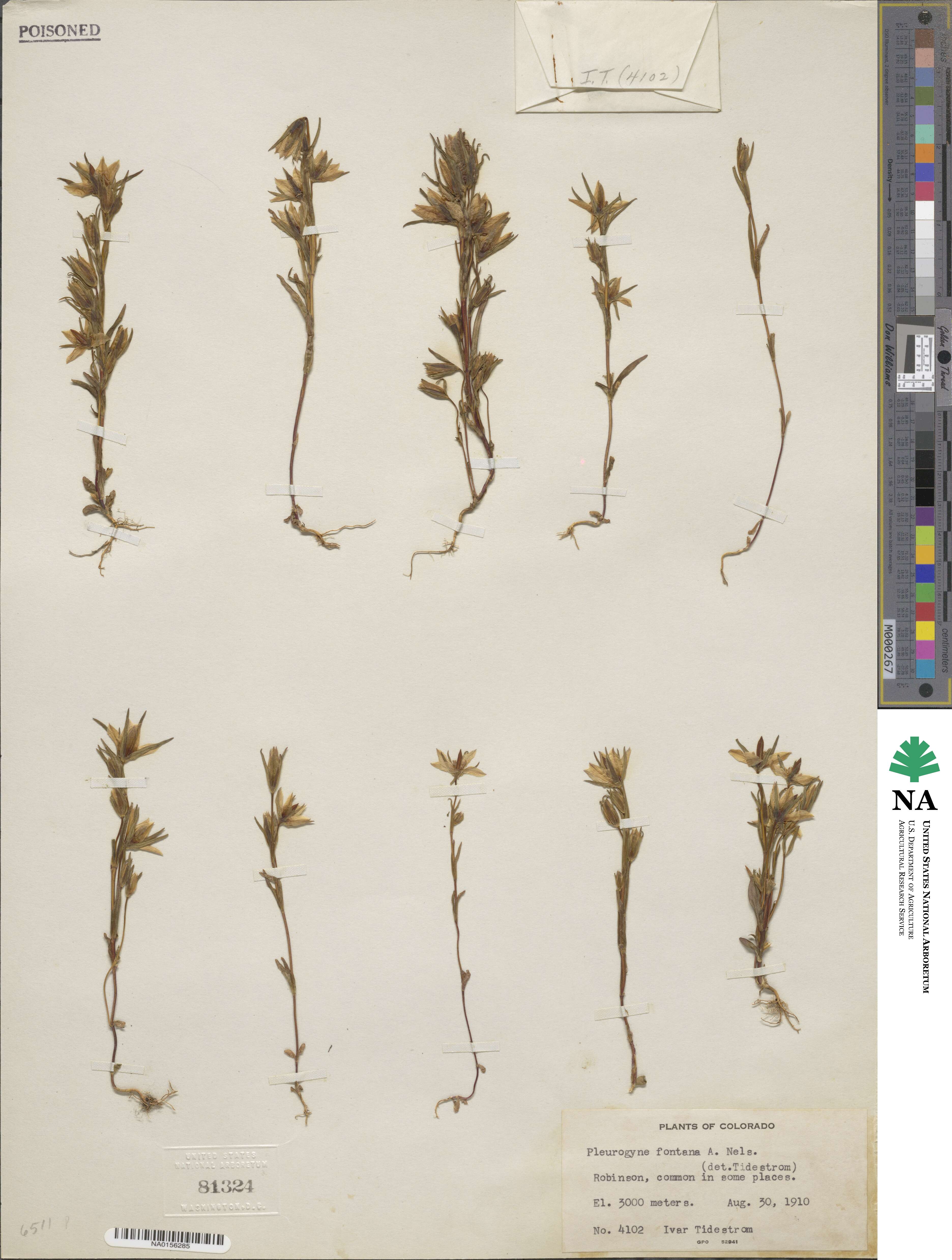 Lomatogonium rotatum var. fontanum image