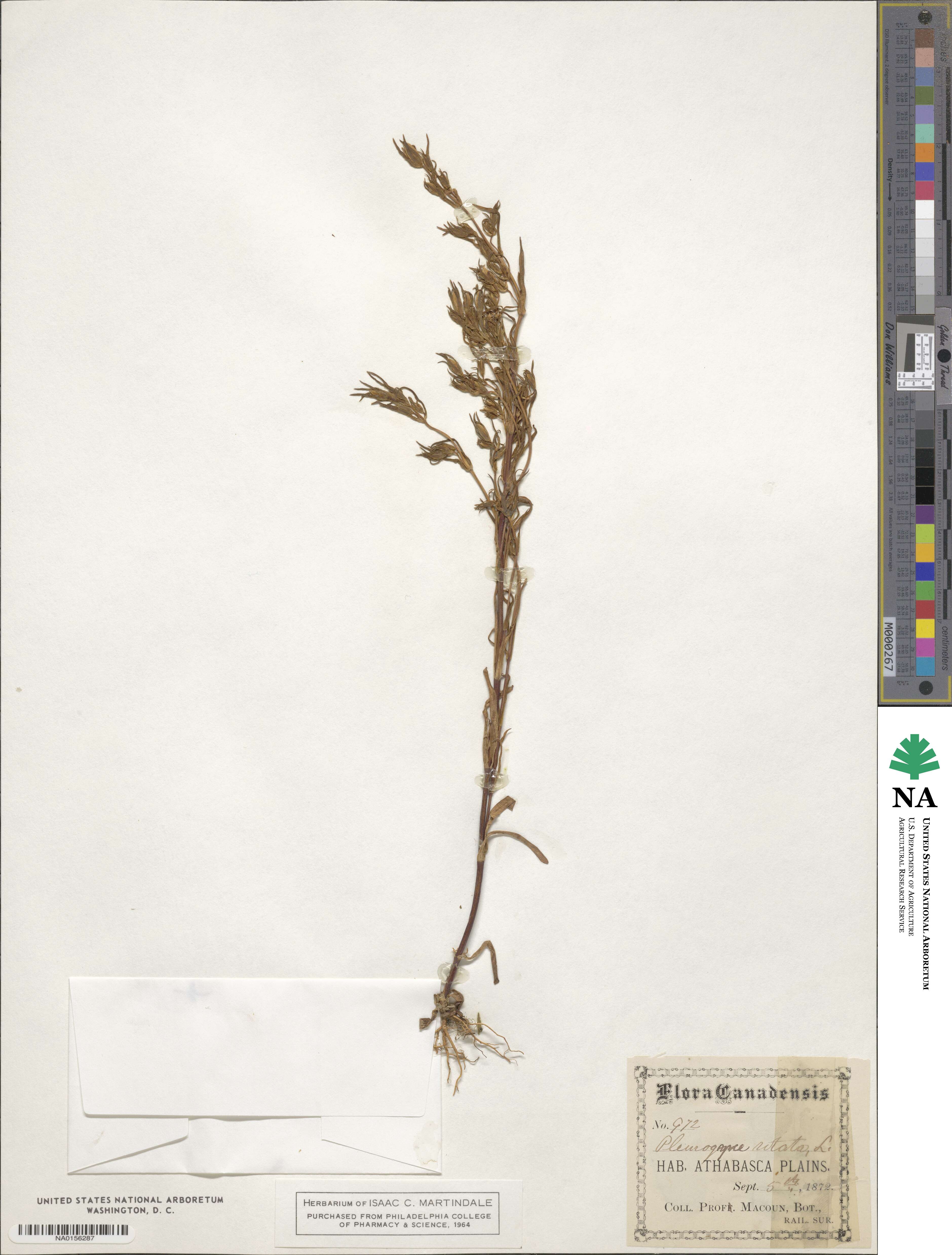 Pleurogyne rotata image